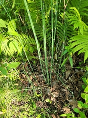 Equisetum hyemale