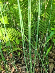 Equisetum hyemale