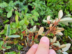 Shepherdia canadensis