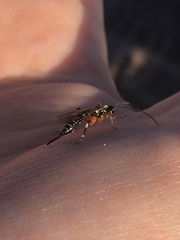 Itoplectis