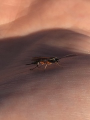 Itoplectis