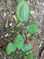 Malus sylvestris