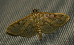 Herpetogramma aquilonalis