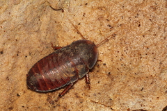 Blattodea