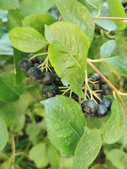 Aronia