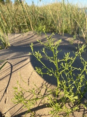 Cycloloma atriplicifolium