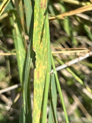 Puccinia