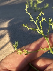 Cycloloma atriplicifolium
