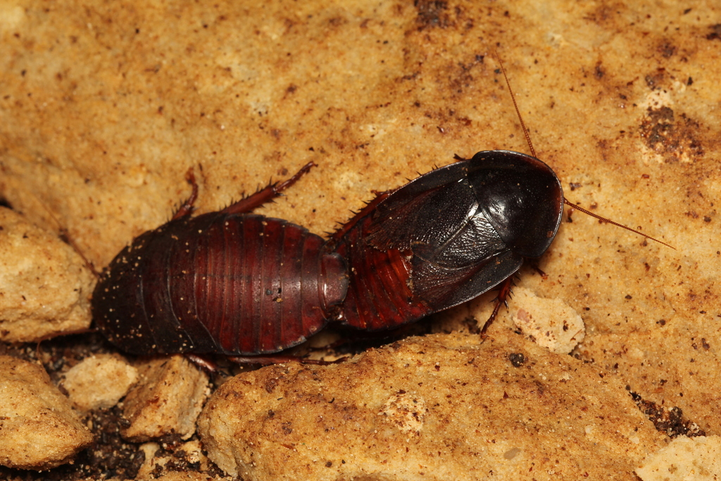 Neorhicnoda maronensis