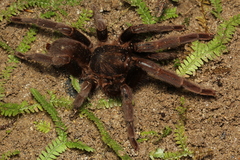 Yanomamius raonii