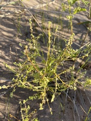 Cycloloma atriplicifolium