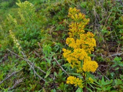 Solidago puberula