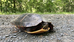 Chrysemys picta picta