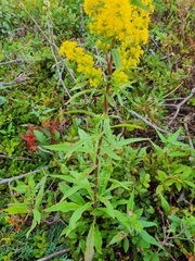 Solidago puberula