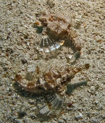 Eurypegasus draconis