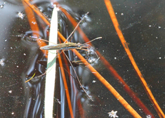 Limnoporus canaliculatus
