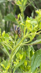Trirhabda bacharidis