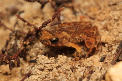 Bufonidae