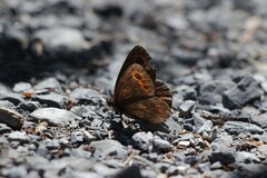 Erebia