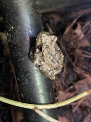 Hyla