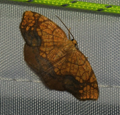 Nematocampa resistaria