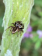 Eris militaris