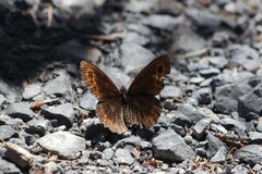 Erebia