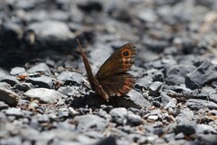 Erebia
