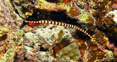 Dunckerocampus dactyliophorus