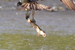 Catostomus commersonii