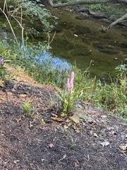 Liriope