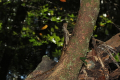 Uranoscodon superciliosus