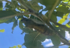 Papilioninae