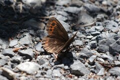 Erebia