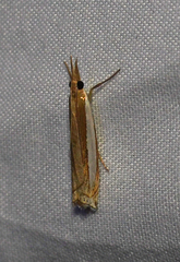Crambus leachellus