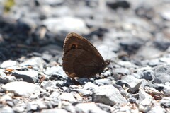 Erebia