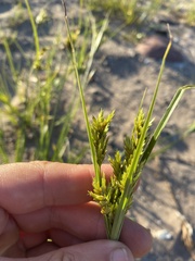 Cyperus schweinitzii