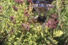 Catostomus commersonii