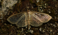 Herpetogramma aquilonalis