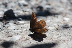 Erebia