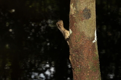 Uranoscodon superciliosus