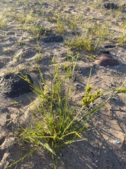 Cyperus schweinitzii