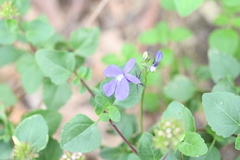 Lobelia sublibera