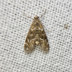 Hygraula nitens