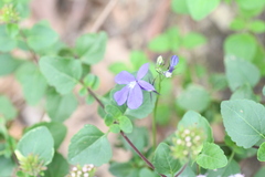 Lobelia sublibera