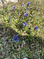 Gentiana parryi
