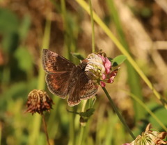 Erynnis baptisiae