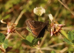 Erynnis baptisiae