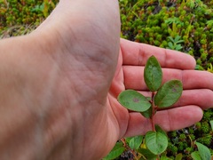 Vaccinioideae