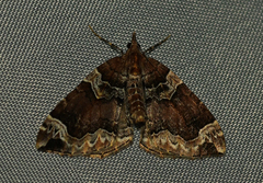 Eulithis xylina
